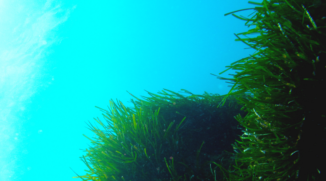 Super Seaweed: The Magic of This Marine Botanical in Skin Care